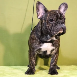 Aimee – French Bulldog