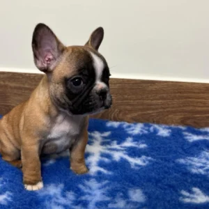 Ophra – French Bulldog