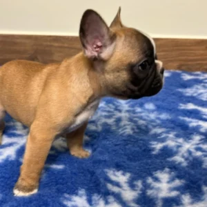 Ophra – French Bulldog