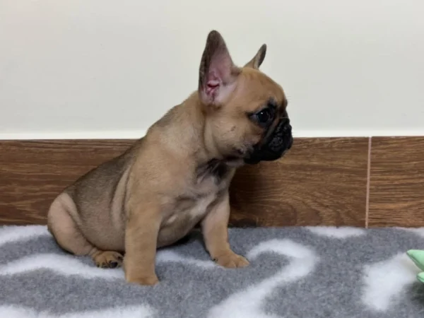 Elli – French Bulldog