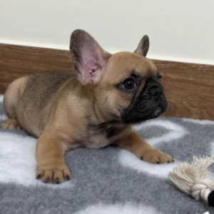 Elli – French Bulldog