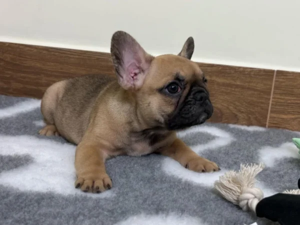 Elli – French Bulldog