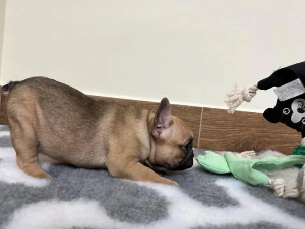 Elli – French Bulldog