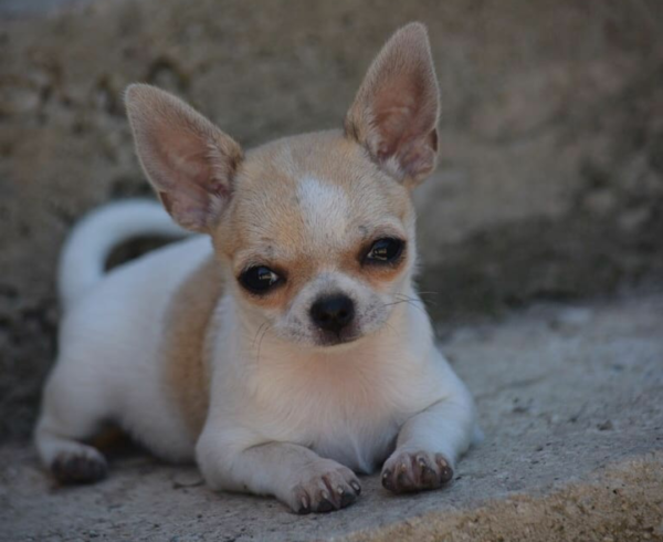 CHIHUAHUA PUPPIES FOR ADOPTION IN SPAIN