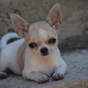 CHIHUAHUA PUPPIES FOR ADOPTION IN SPAIN