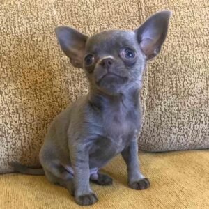 CHIHUAHUA PUPPIES FOR ADOPTION IN SPAIN