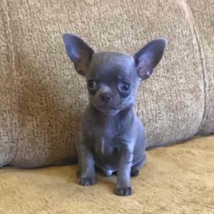 CHIHUAHUA PUPPIES FOR ADOPTION IN SPAIN