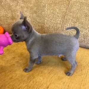 CHIHUAHUA PUPPIES FOR ADOPTION IN SPAIN