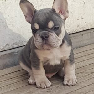 BULLDOG FRANCÉS