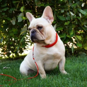 Aimee – French Bulldog