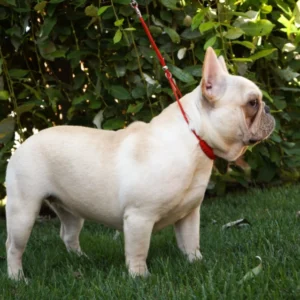 Aimee – French Bulldog