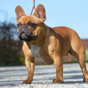 Elli – French Bulldog