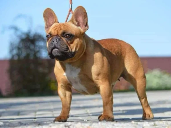 Elli – French Bulldog