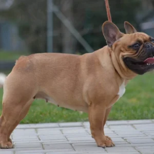 Elli – French Bulldog