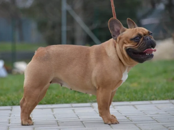 Elli – French Bulldog