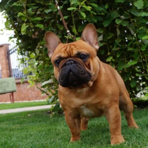 Aimee – French Bulldog