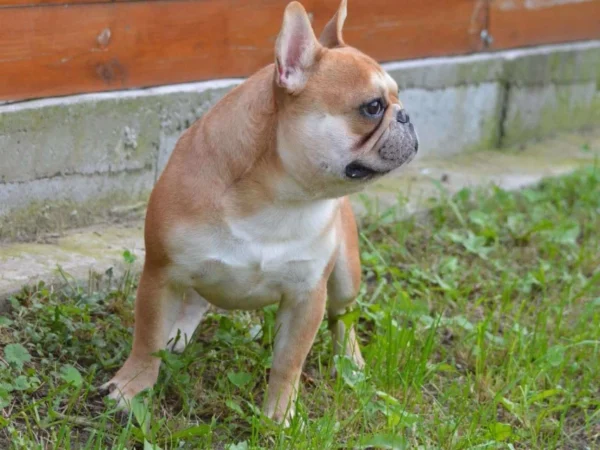 Elli – French Bulldog
