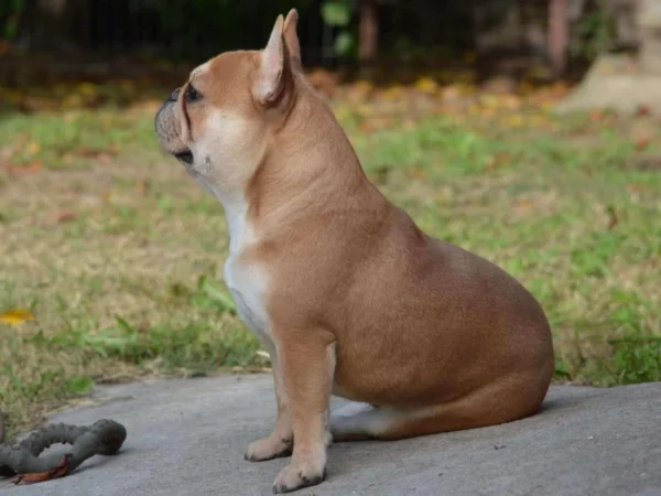 Elli – French Bulldog