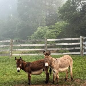 Donkeys for sale in spain