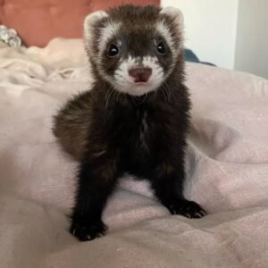 Ferrets for sale in spain