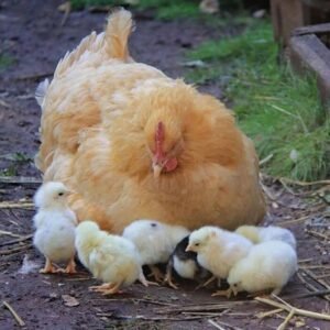 Andaluza Azul (Blue Andalusian)  Cara Blanca (White-Faced Black Spanish) ,Castellana Negra, Combatiente Español , Empordanesa , Euskal Oiloa,Extremeña Azul Galiña de Mos Gallina del Prat (Catalana) Gallina del Sobrarbe , Gallina Ibicenca, Indio de León , Mallorquina ,Menorquina (Minorca) , Murciana, Pardo de León,Pedresa, Penedesenca , Pintarazada, Pita Pinta, Pitiüsa,Utrerana,Valenciana de Chulilla, chickens for sale in Spain