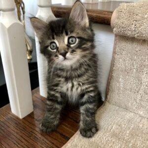 cats and kittens for adoption in Spain{domestic short hair, Siamese, Bengal, british short hair,abyssinian, persian,main coon, ragdoll, norwegian forest cat,phynx peterbald,domestic longhair}