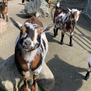 goats and nigerian dwarf goats for sale in spain