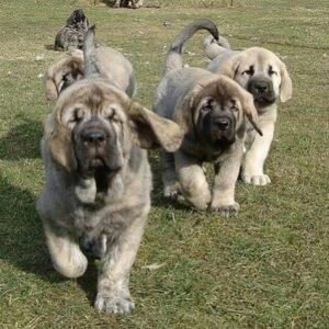 Spanish Mastiff Puppies available for adoption in Spain