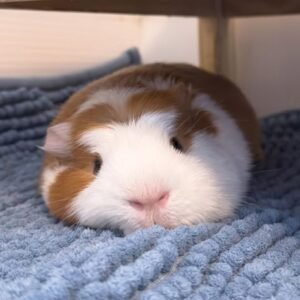 Guinea pigs for sale in spain