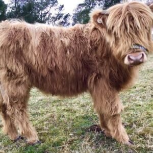 miniature highland cattle for sale in spain