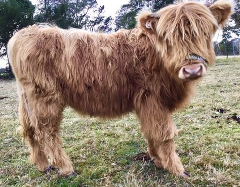 miniature highland cattle for sale in spain