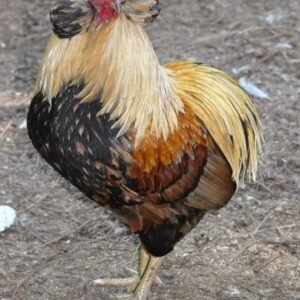 Andaluza Azul (Blue Andalusian)  Cara Blanca (White-Faced Black Spanish) ,Castellana Negra, Combatiente Español , Empordanesa , Euskal Oiloa,Extremeña Azul Galiña de Mos Gallina del Prat (Catalana) Gallina del Sobrarbe , Gallina Ibicenca, Indio de León , Mallorquina ,Menorquina (Minorca) , Murciana, Pardo de León,Pedresa, Penedesenca , Pintarazada, Pita Pinta, Pitiüsa,Utrerana,Valenciana de Chulilla, chickens for sale in Spain