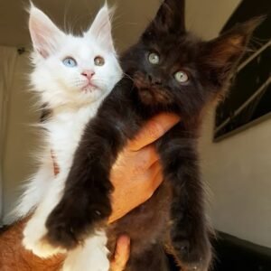 Siamese, European Shorthair Mixed-breed (Moggie)Mixed-breed (Callejero)Spanish Blue,Catalan, British,Shorthair,Maine Coon, Persian, Bengal, Ragdoll, Russian Blue,Sphynx for adoption in Spain