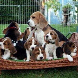 Beagle puppies available for adoption in Spain