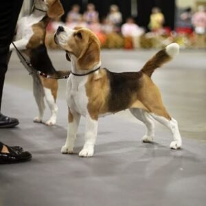 Beagle puppies available for adoption in Spain