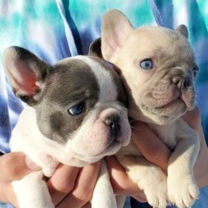 French bulldog puppies for adoption in Spain