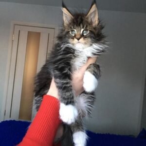 main coon ,Siamese, European Shorthair Mixed-breed (Moggie)Mixed-breed (Callejero)Spanish Blue,Catalan, British,Shorthair,Maine Coon, Persian, Bengal, Ragdoll, Russian Blue,Sphynx for adoption in Spain