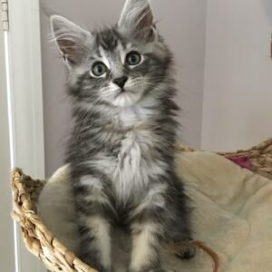 main coon ,Siamese, European Shorthair Mixed-breed (Moggie)Mixed-breed (Callejero)Spanish Blue,Catalan, British,Shorthair,Maine Coon, Persian, Bengal, Ragdoll, Russian Blue,Sphynx for adoption in Spain