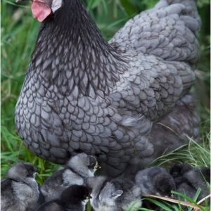 Andaluza Azul (Blue Andalusian)  Cara Blanca (White-Faced Black Spanish) ,Castellana Negra, Combatiente Español , Empordanesa , Euskal Oiloa,Extremeña Azul Galiña de Mos Gallina del Prat (Catalana) Gallina del Sobrarbe , Gallina Ibicenca, Indio de León , Mallorquina ,Menorquina (Minorca) , Murciana, Pardo de León,Pedresa, Penedesenca , Pintarazada, Pita Pinta, Pitiüsa,Utrerana,Valenciana de Chulilla, chickens for sale in Spain