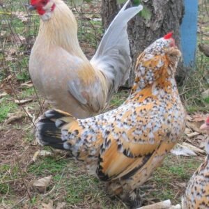 Andaluza Azul (Blue Andalusian)  Cara Blanca (White-Faced Black Spanish) ,Castellana Negra, Combatiente Español , Empordanesa , Euskal Oiloa,Extremeña Azul Galiña de Mos Gallina del Prat (Catalana) Gallina del Sobrarbe , Gallina Ibicenca, Indio de León , Mallorquina ,Menorquina (Minorca) , Murciana, Pardo de León,Pedresa, Penedesenca , Pintarazada, Pita Pinta, Pitiüsa,Utrerana,Valenciana de Chulilla, chickens for sale in Spain