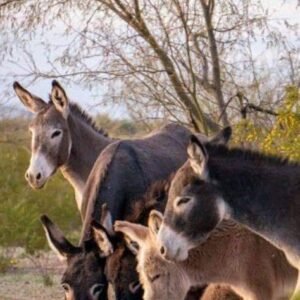 Donkeys for sale in spain