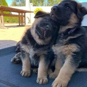 German Shepherd Puppies  for adoption in spain