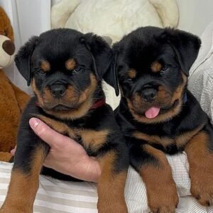 16-Week-Old Rottweiler Puppies Available for Adoption in Spain