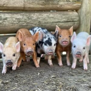 pigs and piglets for sale in spain