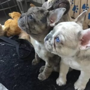 French bulldog puppies for adoption in spain