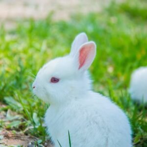 Rabbits for sale in spain