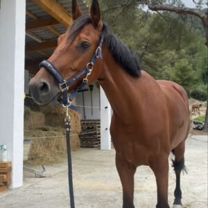 Andalusian (Pura Raza Española)Asturcón, Galician Pony (Caballo de Pura Raza Gallega) Hispano-Bretón,Lusitano For sale in Spain