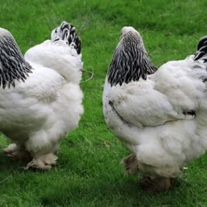 Andaluza Azul (Blue Andalusian)  Cara Blanca (White-Faced Black Spanish) ,Castellana Negra, Combatiente Español , Empordanesa , Euskal Oiloa,Extremeña Azul Galiña de Mos Gallina del Prat (Catalana) Gallina del Sobrarbe , Gallina Ibicenca, Indio de León , Mallorquina ,Menorquina (Minorca) , Murciana, Pardo de León,Pedresa, Penedesenca , Pintarazada, Pita Pinta, Pitiüsa,Utrerana,Valenciana de Chulilla, chickens for sale in Spain