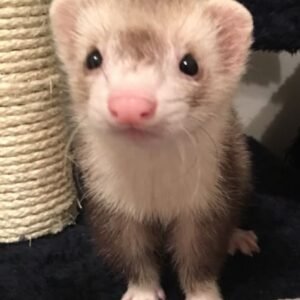 Ferrets for sale in spain