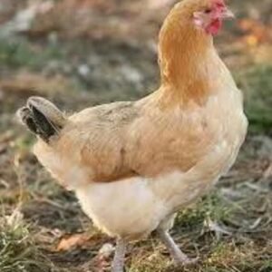 chickens and eggs for sale in spain